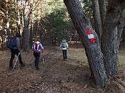 08 Sentiero in pineta di pini cembri